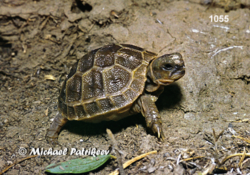 Horsfield's Tortoise (Testudo horsfieldii)